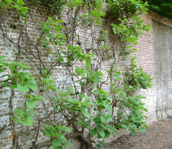 actinidia planting and care