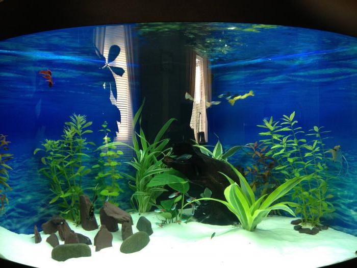 aquarium plants anubias how to breed