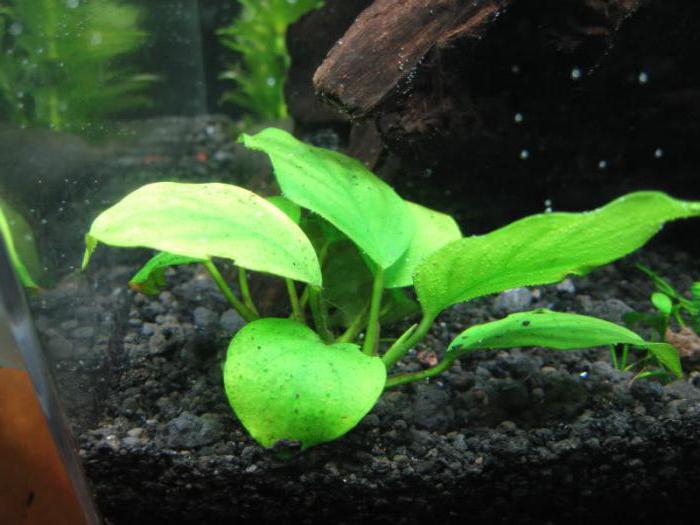 نباتات حوض السمك أنوبياس شروط الحفظ