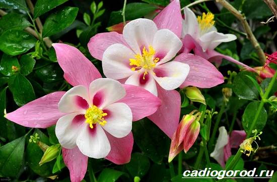 Aquilegia-flower-Description-features-الأنواع-والعناية-for-aquilegia-1
