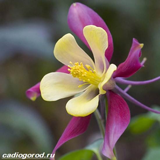 Aquilegia-цвете-Описание-характеристики-видове-и-грижи-за-аквилегия-3