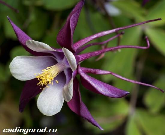 Aquilegia-flower-Description-features-species-and-care-for-aquilegia-7