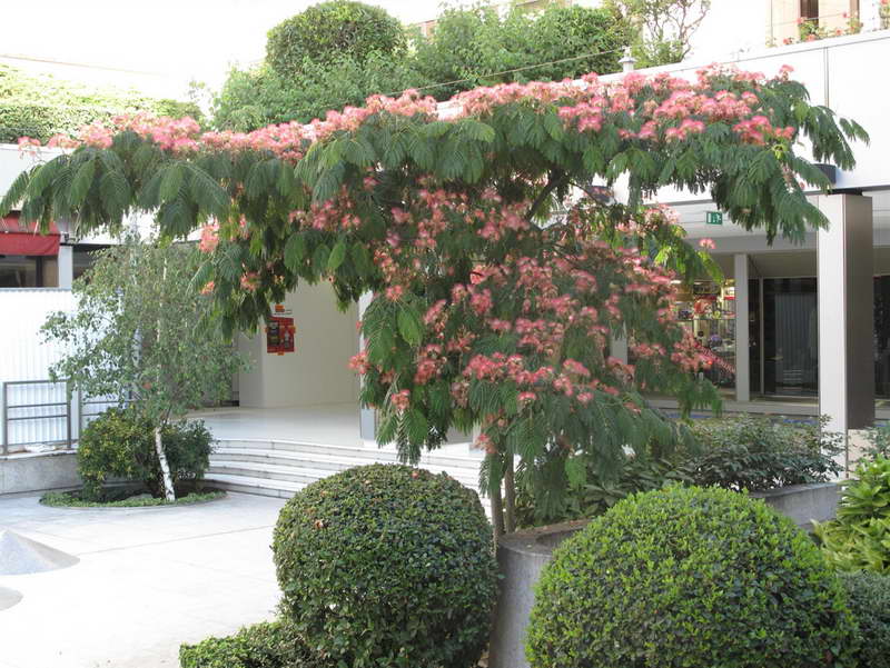 Albitsia and ornamental shrubs photo