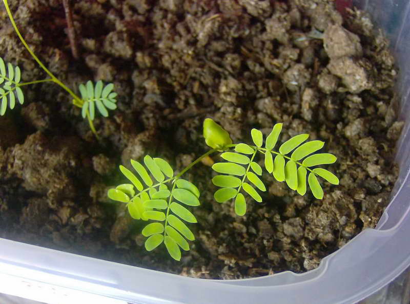 Albicia von Samen zu Hause Foto