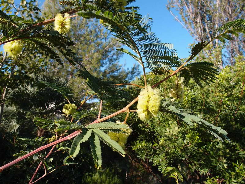 Снимка на Albizia lophantha с цветни греди
