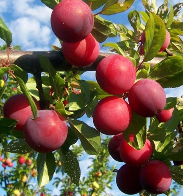 Alyonushka - variety of plums