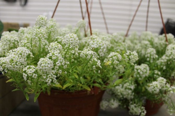 Alyssum herb for outdoor use