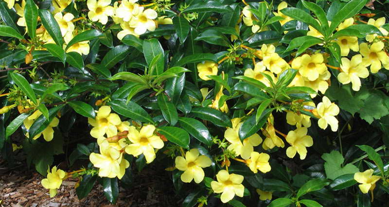 Снимка на жълто цвете Allamanda