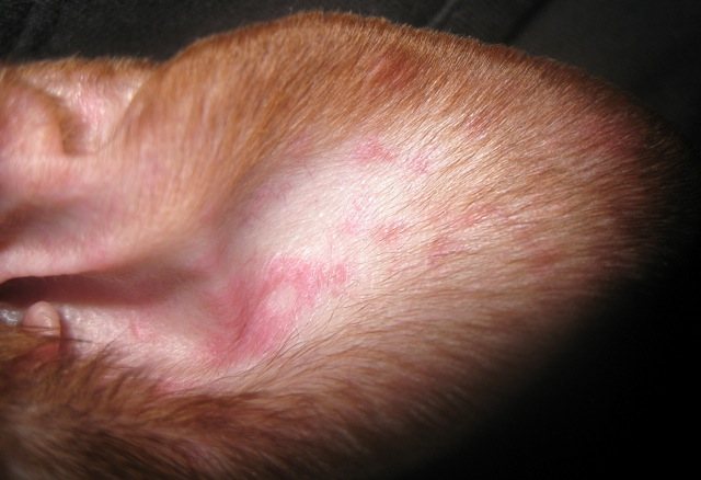 Алергии на кучешки уши