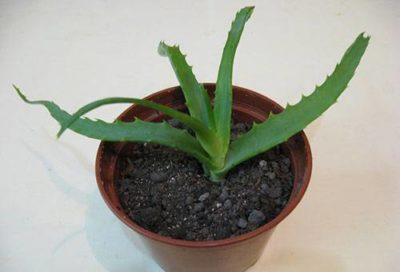 Aloe (Aloe). Beskrivning, typer och vård av aloe