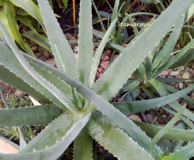 Aloe Barbados medizinische Eigenschaften