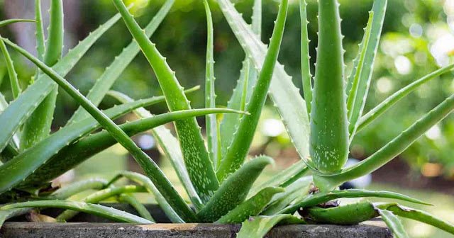 Aloe Barbados medizinische Eigenschaften