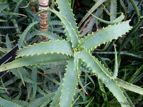 Aloe camperi has medicinal properties. Varieties of aloe: types of medicinal and decorative aloe