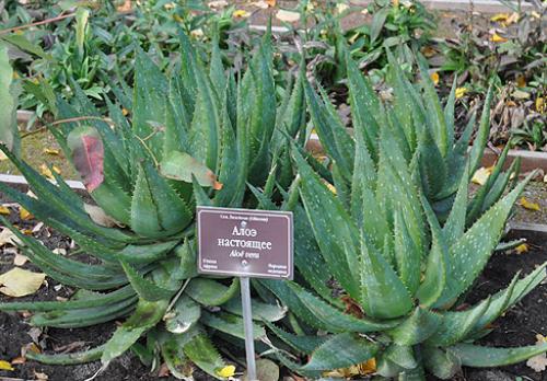 يحتوي Aloe camperi على خصائص طبية. أنواع الصبار: أنواع الصبار الطبية والزخرفية
