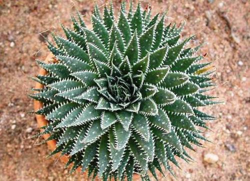 Aloe camperi are proprietăți medicinale. Soiuri de aloe: tipuri de aloe medicinale și decorative