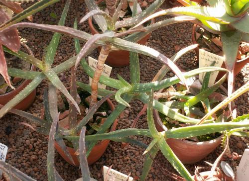 Aloe camperi has medicinal properties. Varieties of aloe: types of medicinal and decorative aloe