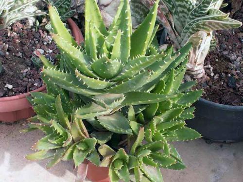 Aloe camperi har medicinska egenskaper. Varianter av aloe: typer av läkemedel och dekorativ aloe