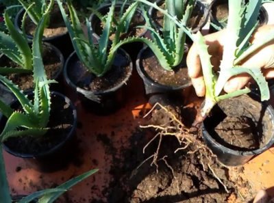 Aloe: why did the agave die in a pot, how did it need to be saved, what to do when the flower disappears, dries up, withers, rots and leaves fall?
