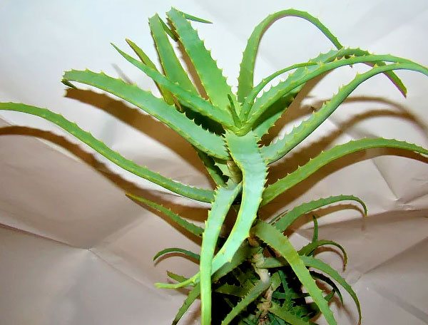 Aloe vera, which is also very popular in folk medicine, looks a little different.