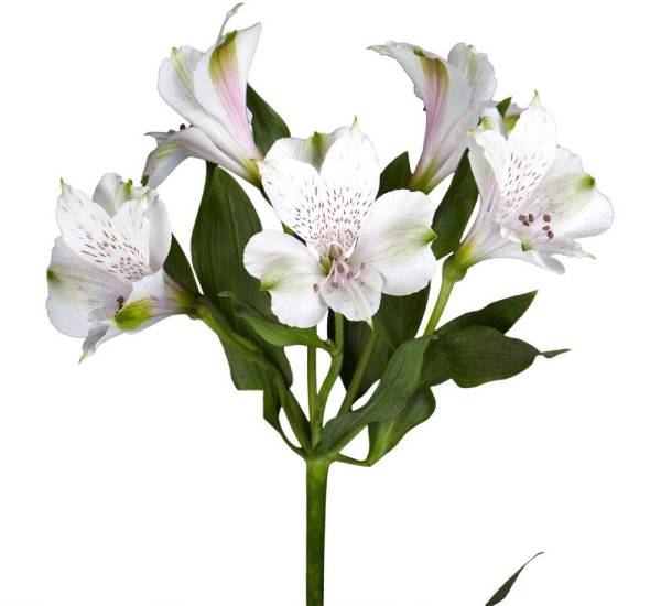Alstroemeria бяла снимка