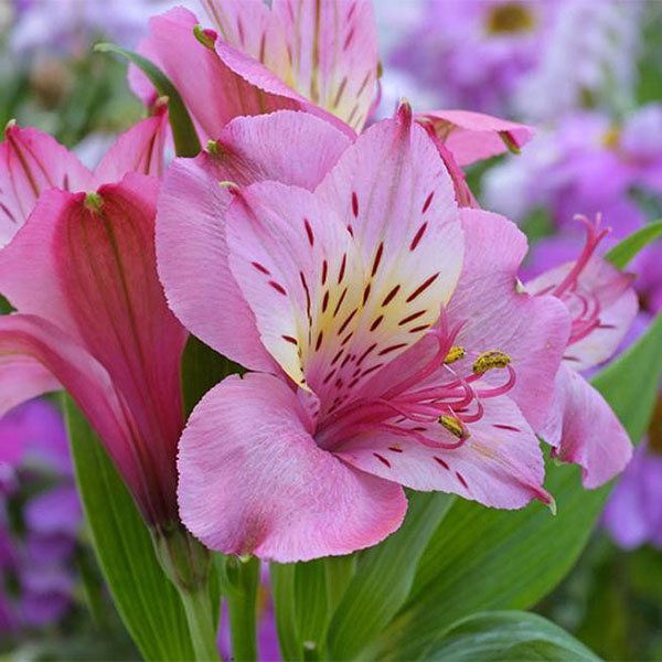 Alstroemeria - زراعة وخصائص زراعة الزهور في المنزل