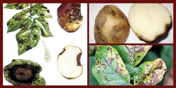 Alternaria atau makrosporiosis (tempat kering) kentang