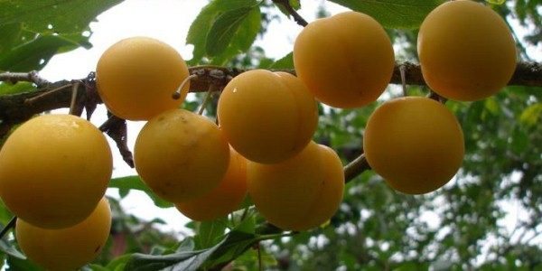 Körsbärsplommon eller rysk plommon