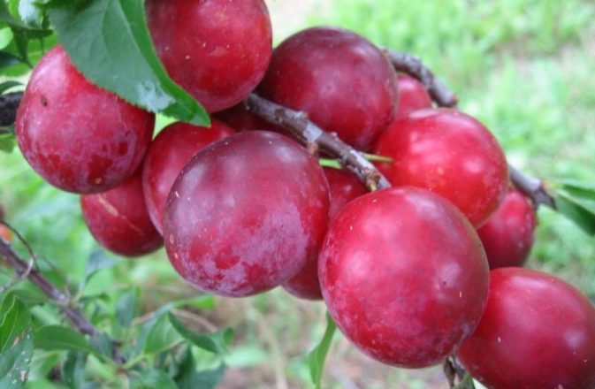 prune de cireș Kuban