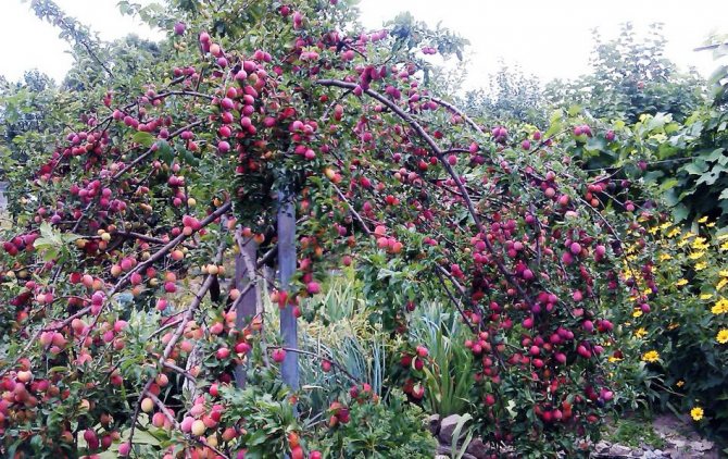 körsbärsplommon i trädgården