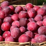 cherry plum
