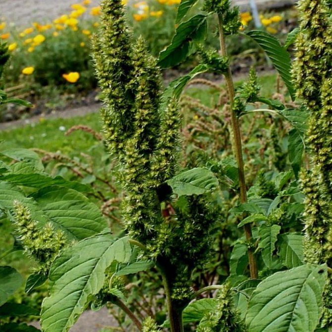 Amaranth in a flower bed, growing seedlings and caring for a plant