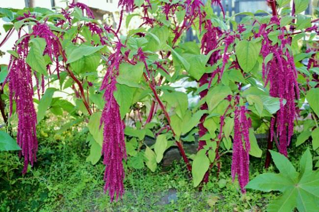 Amaranth: description of the species and features of growing plants from seeds