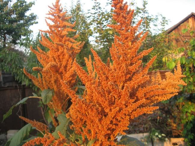 Amaranth: description of the species and features of growing plants from seeds