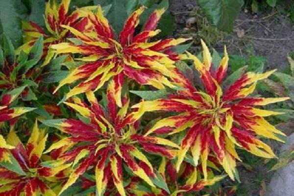 amaranth tricolor