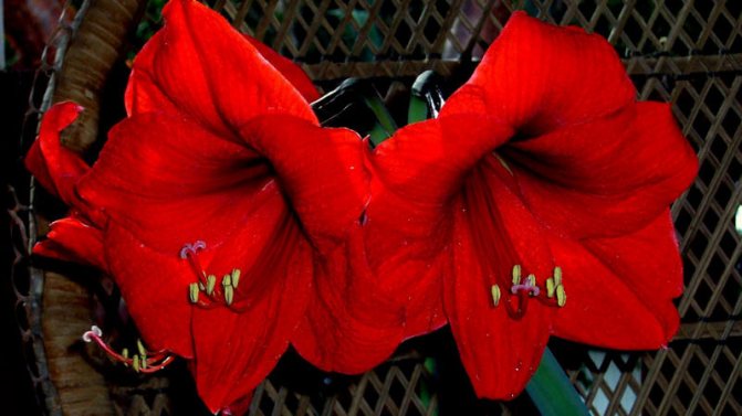 amaryllis red