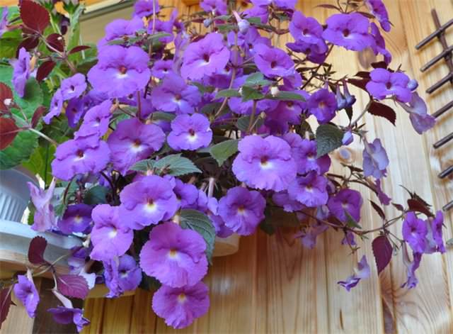Ampel forms of Achimenes are convenient to use in vertical gardening