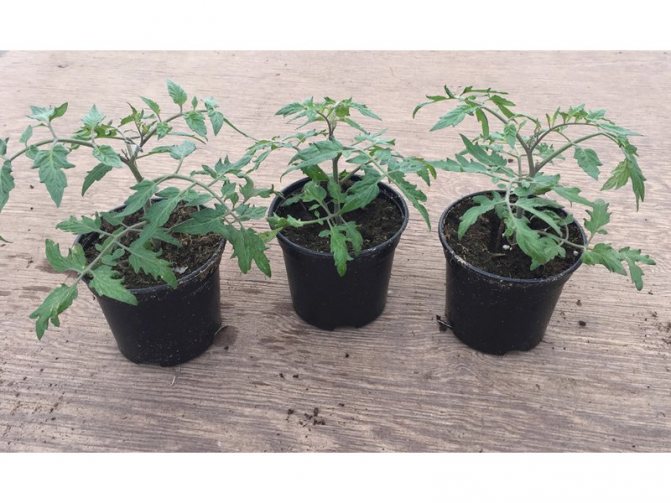 Ampel tomatoes for growing and caring for tomatoes variety description