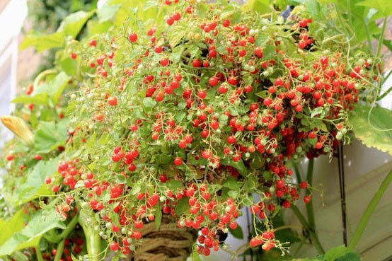 Tomate Ampel pentru cultivare și îngrijirea descrierii soiului de roșii