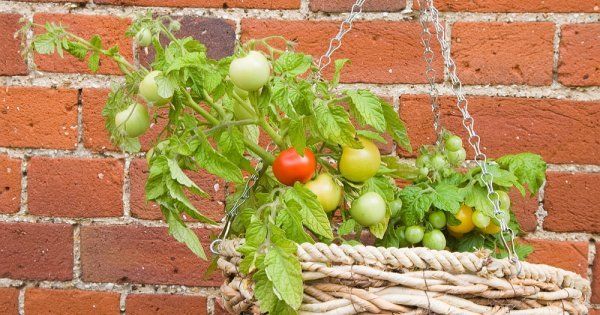 Ampel rajčata pro pěstování a péči o rajčata popis odrůdy