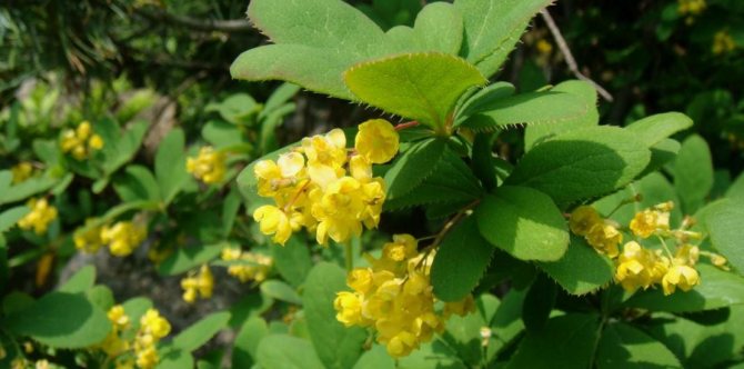 Amur barberry in bloom