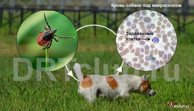 Blood test for babesia in dogs