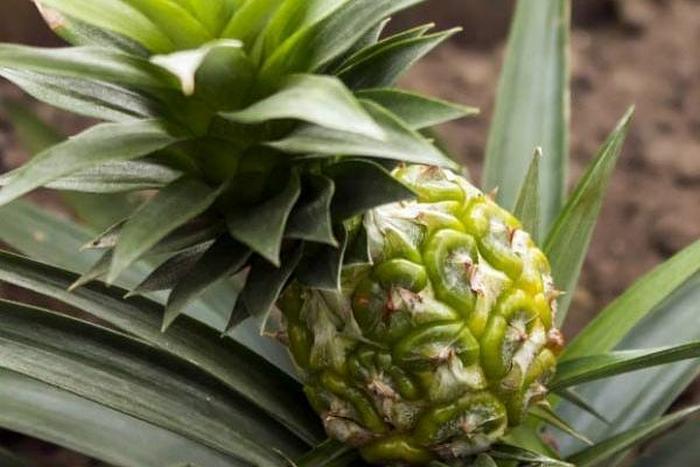 Large-crested pineapple