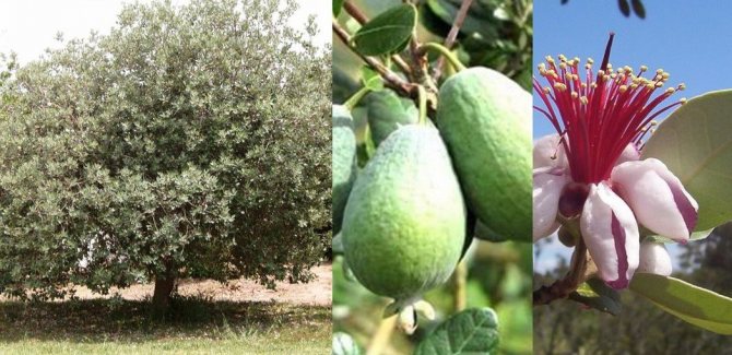 الأناناس الجوافة ، ويعرف أيضا باسم فيجوا