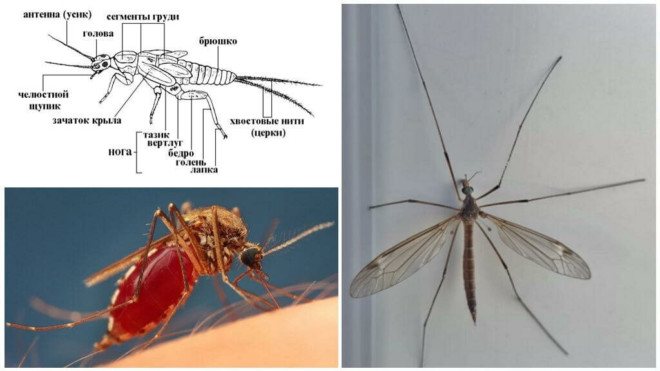 Анатомия на комарите