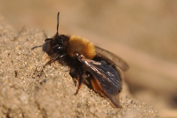 Andrena-Clarkella