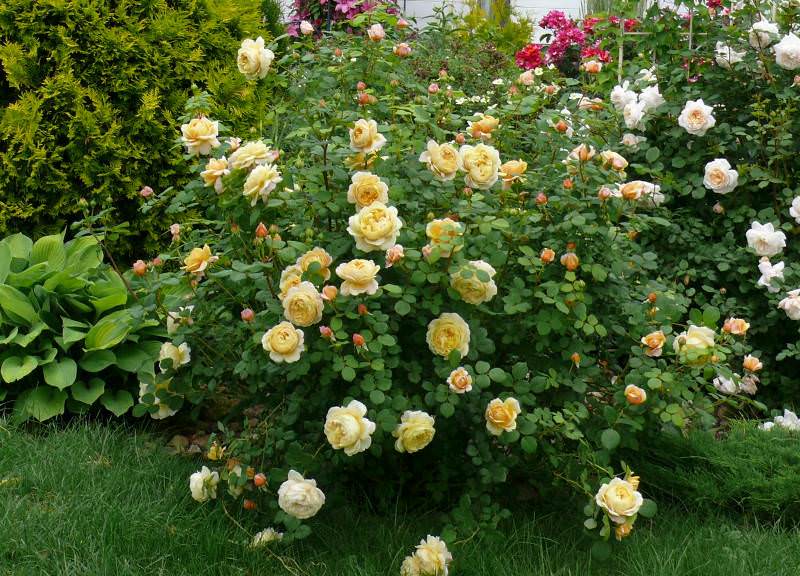 Trandafiri englezi Austin - muguri regali într-un nor de parfum