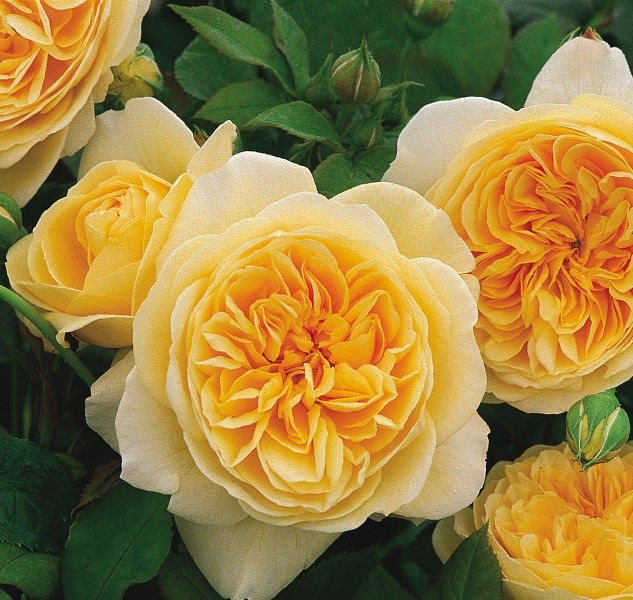 Английски рози в Остин - царствени пъпки в облак от аромат