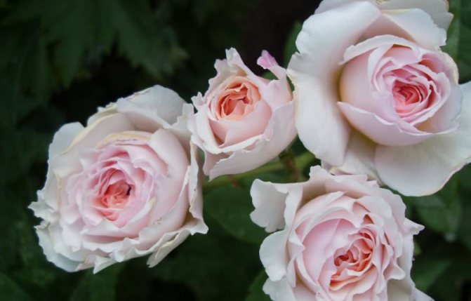 Trandafiri englezi Austin - muguri regali într-un nor de parfum