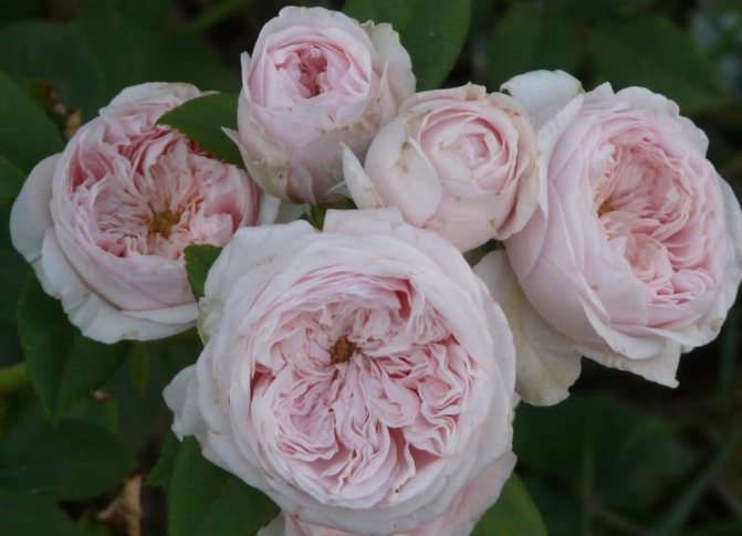 Austin English roses - mga putol na bulaklak sa isang ulap ng bango
