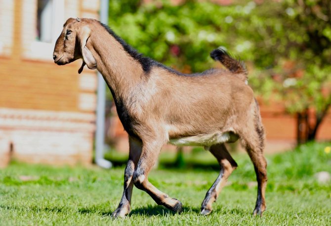 Anglo-Nubian goats